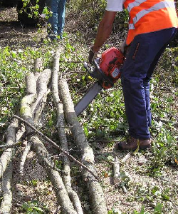 forestry