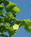 Leafes