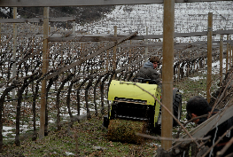 pruning bundler